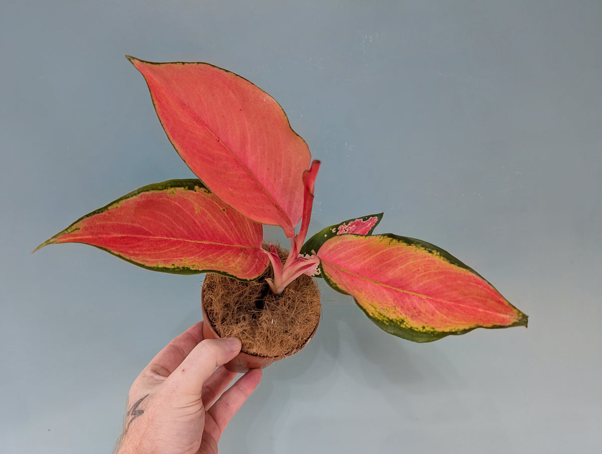 Aglaonema Flamingo Pink 10.5cm