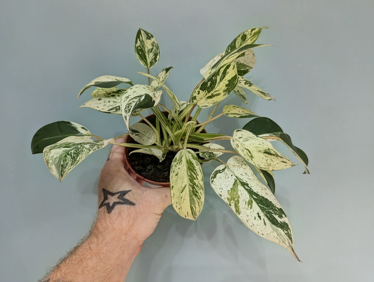 Philodendron Emerald Queen 10.5cm