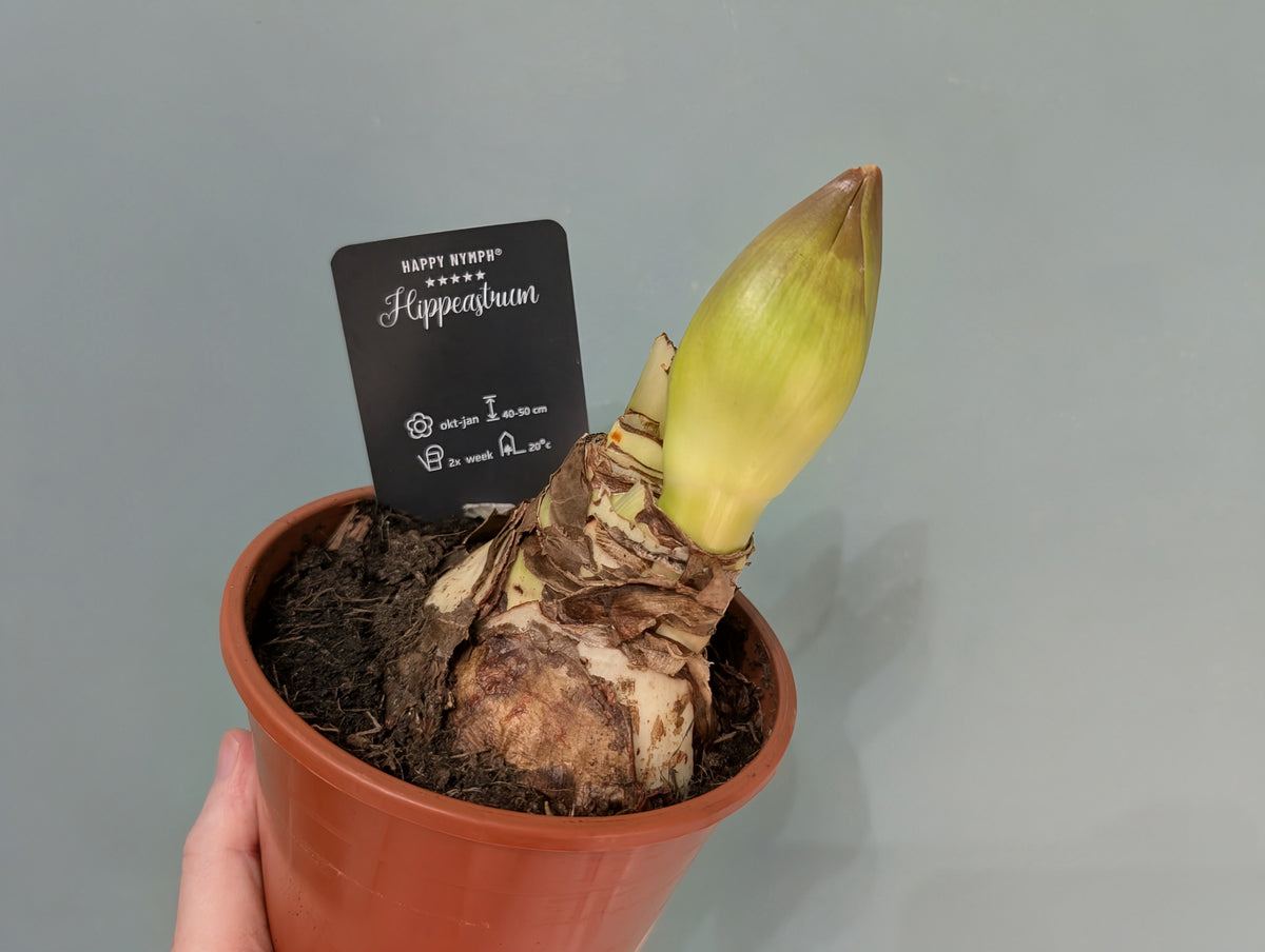 Amaryllis/Hippeastrum Happy Nymph 14cm