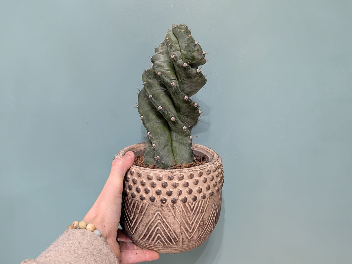 Cereus Spiral Cactus 16cm
