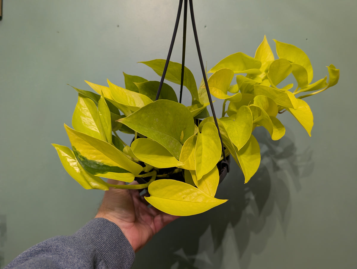 Scindapsis Golden Pothos Hanging Basket 15cm
