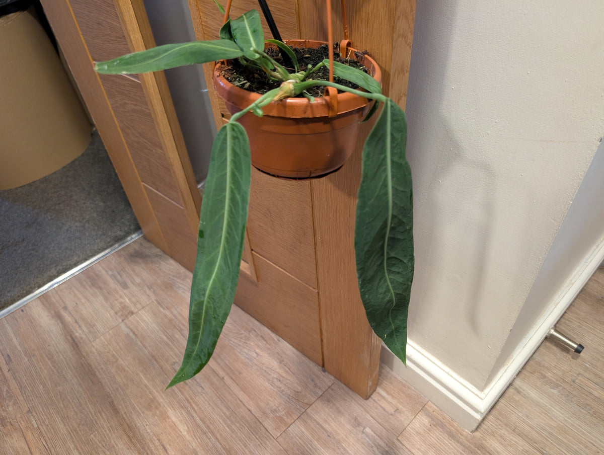 Anthurium Pallidiflorum 14cm