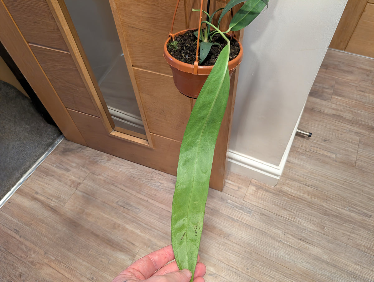 Anthurium Wendlingeri 14cm Hanging Basket