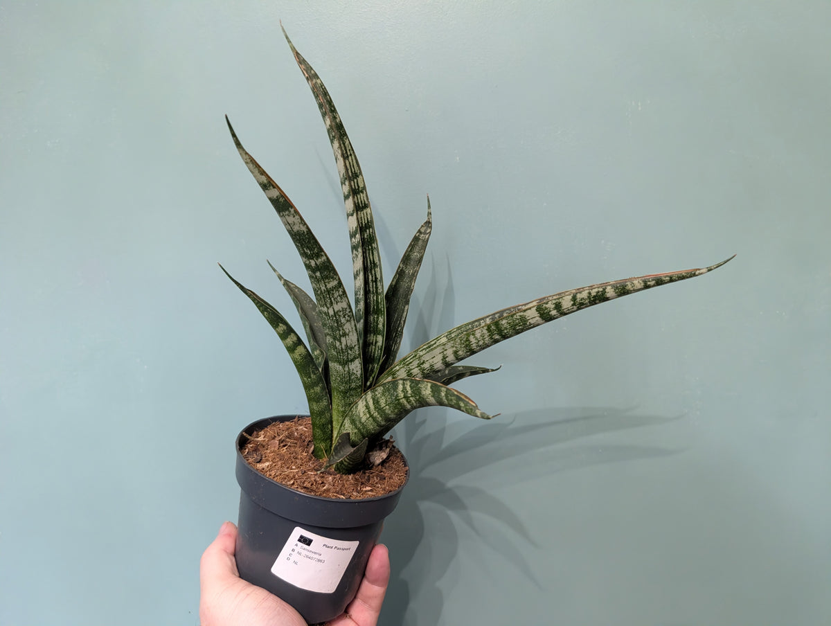 Sansevieria Trifasciata 10.5cm