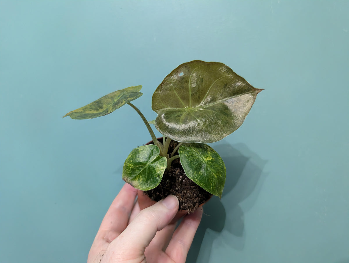 Alocasia Wentii Aurea 9cm