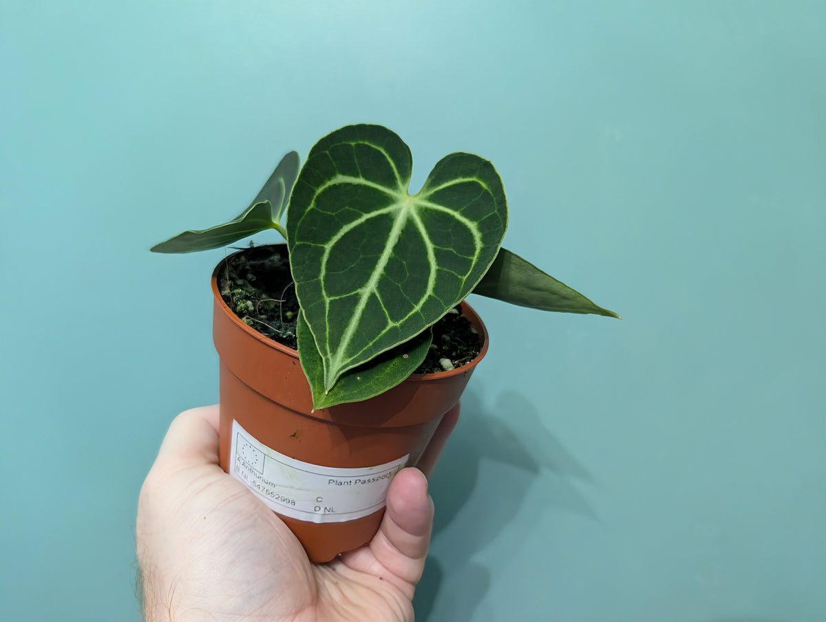 Anthurium King of Clarinervium 9cm