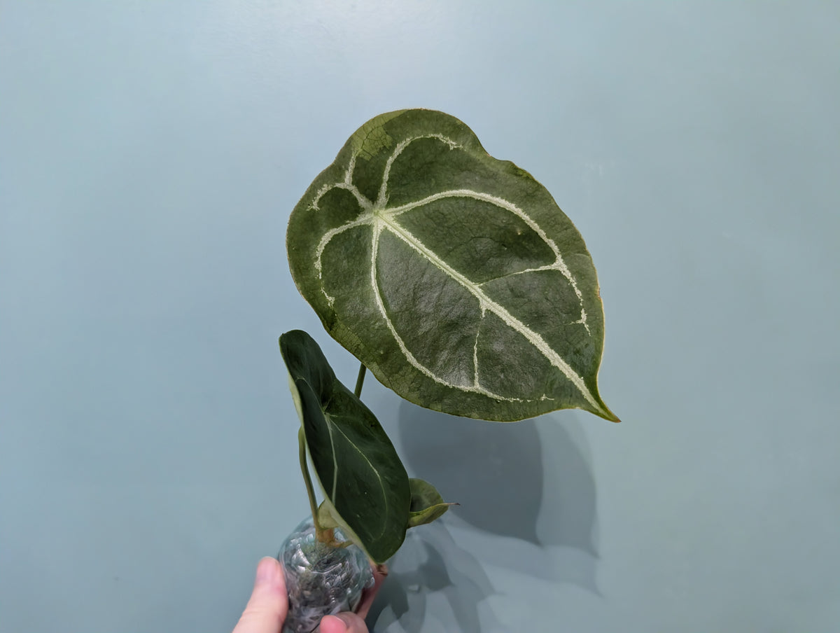Anthurium Forgetti 6cm