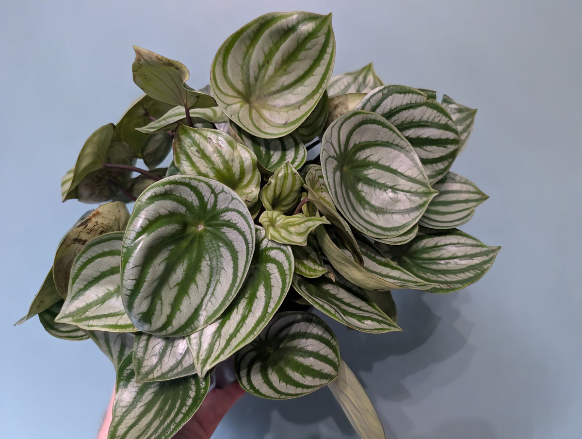 Peperomia Argyreia Watermelon 17cm