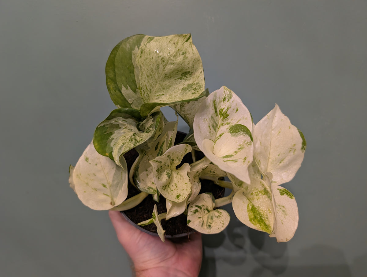 Epipremnum Happy Leaf 12cm