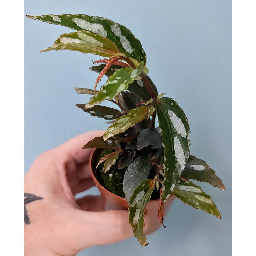 Begonia Jalau 8cm
