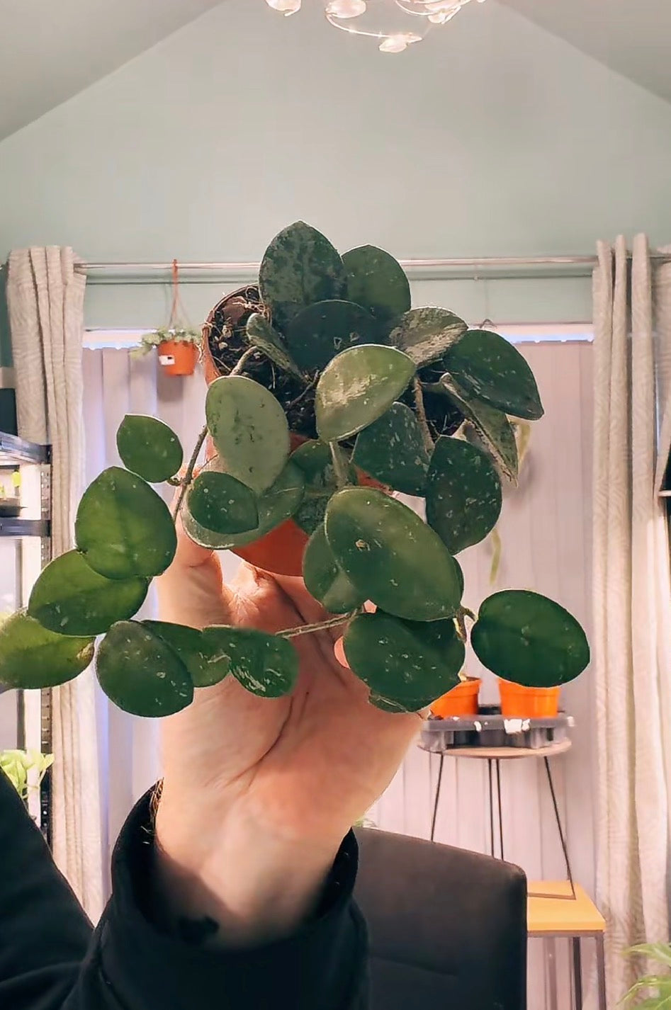 Hoya Mathilde Splash 8cm