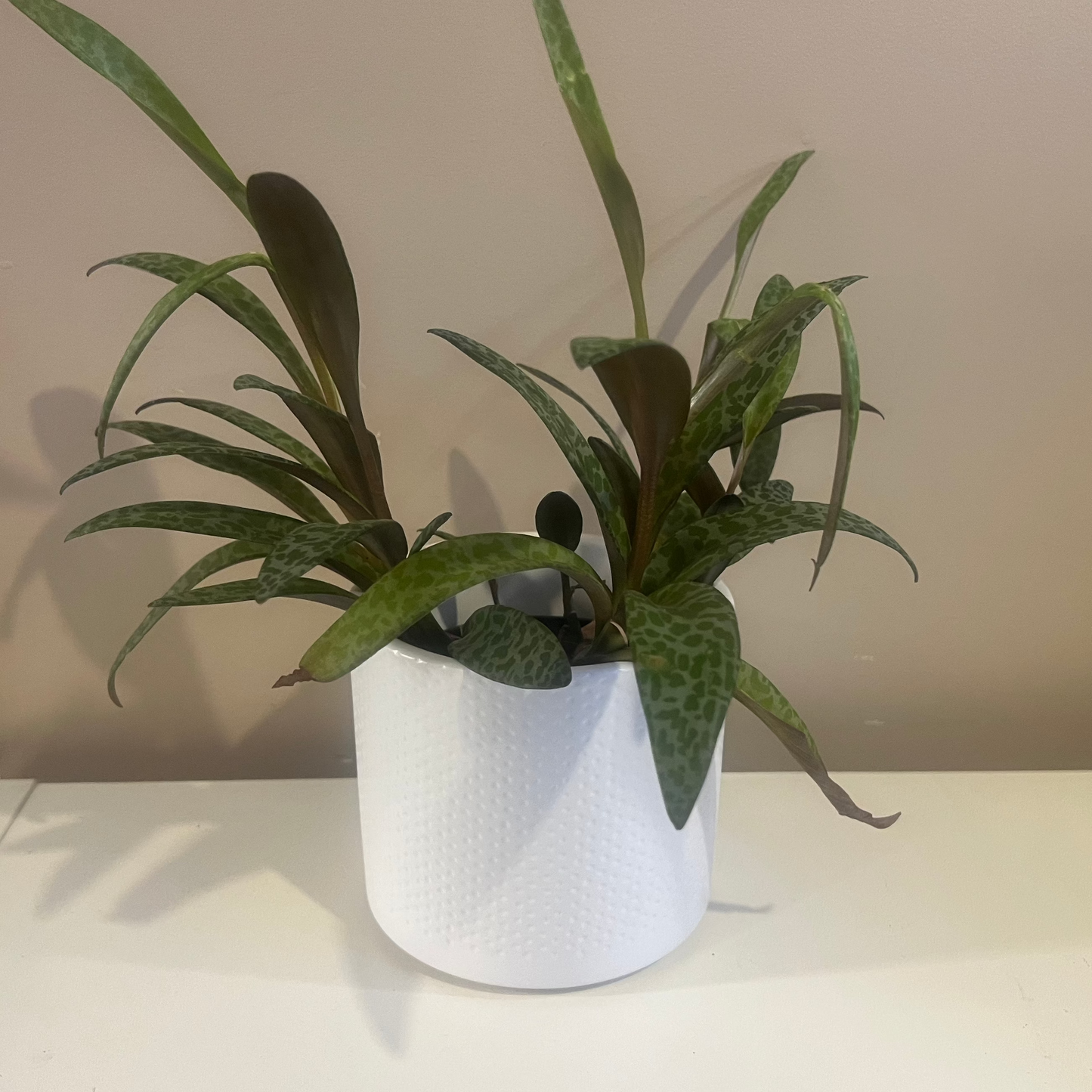 Dimple Lucy Ceramic Pot 12cm inner