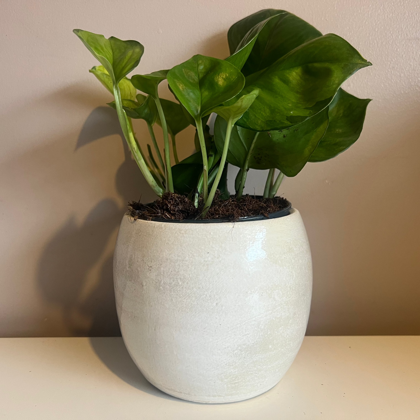 Ivory Stone Pot 12cm inner