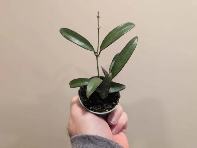 Hoya Mix 6cm