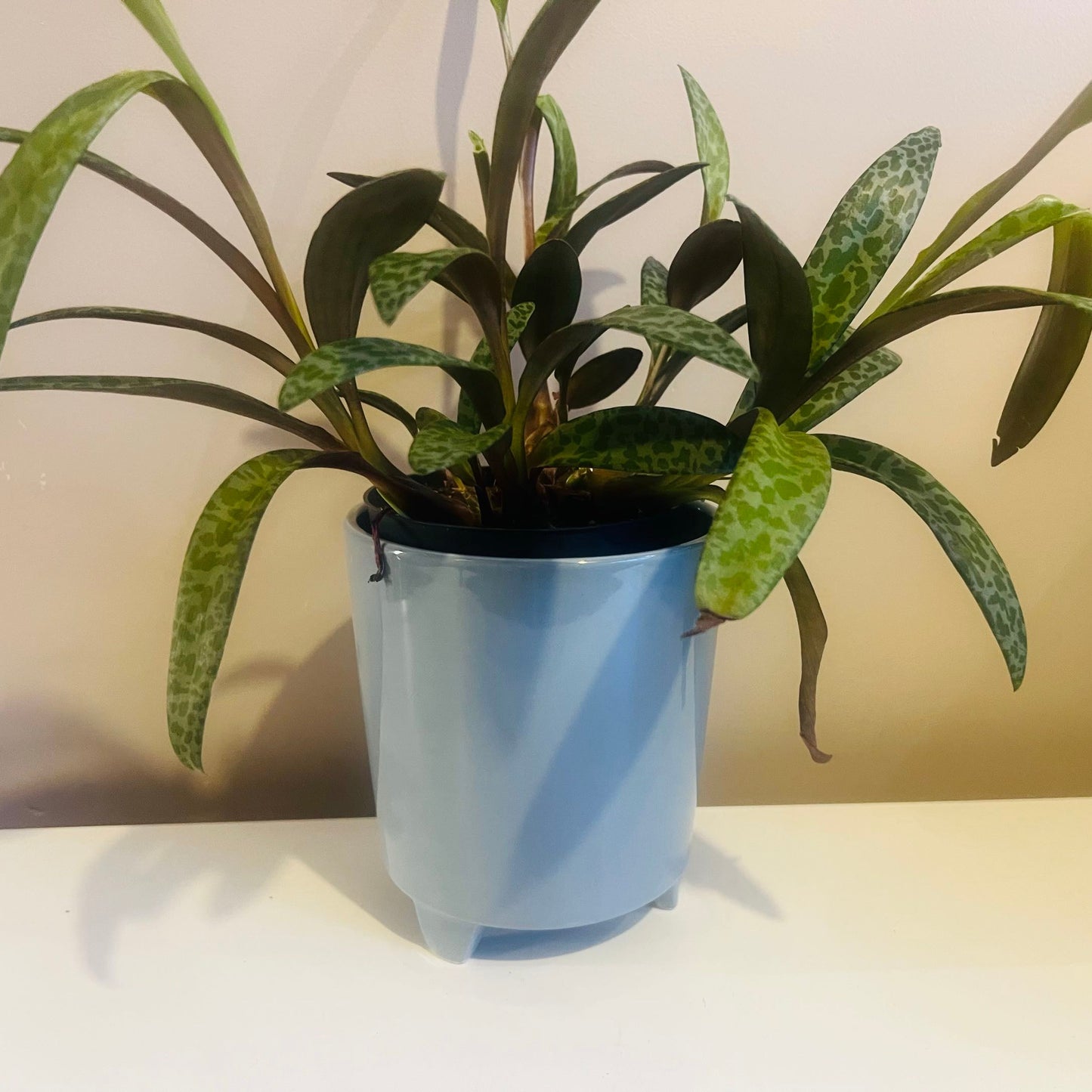 Blue/grey Orchid Ceramic Pot with Feet 13cm inner