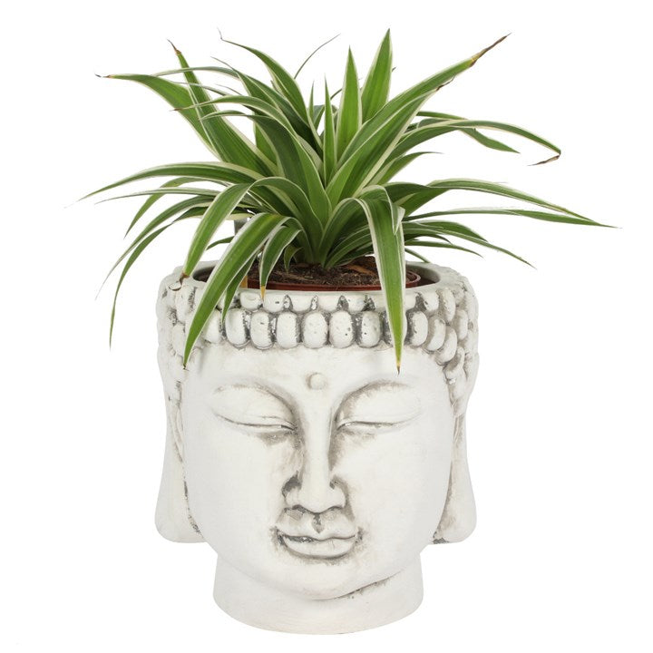 White Terracotta Buddha Head Planter - 15cm inner