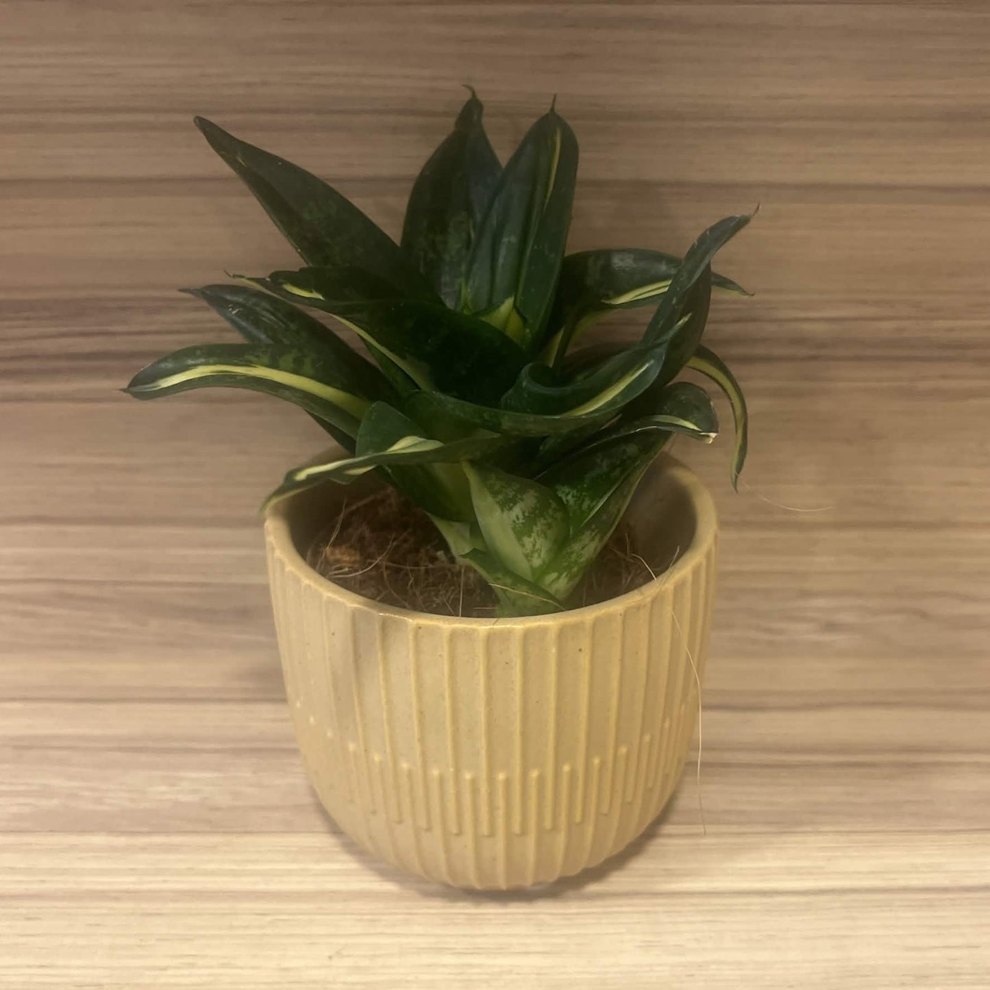Butter Biscuit Pot 9.5cm inner