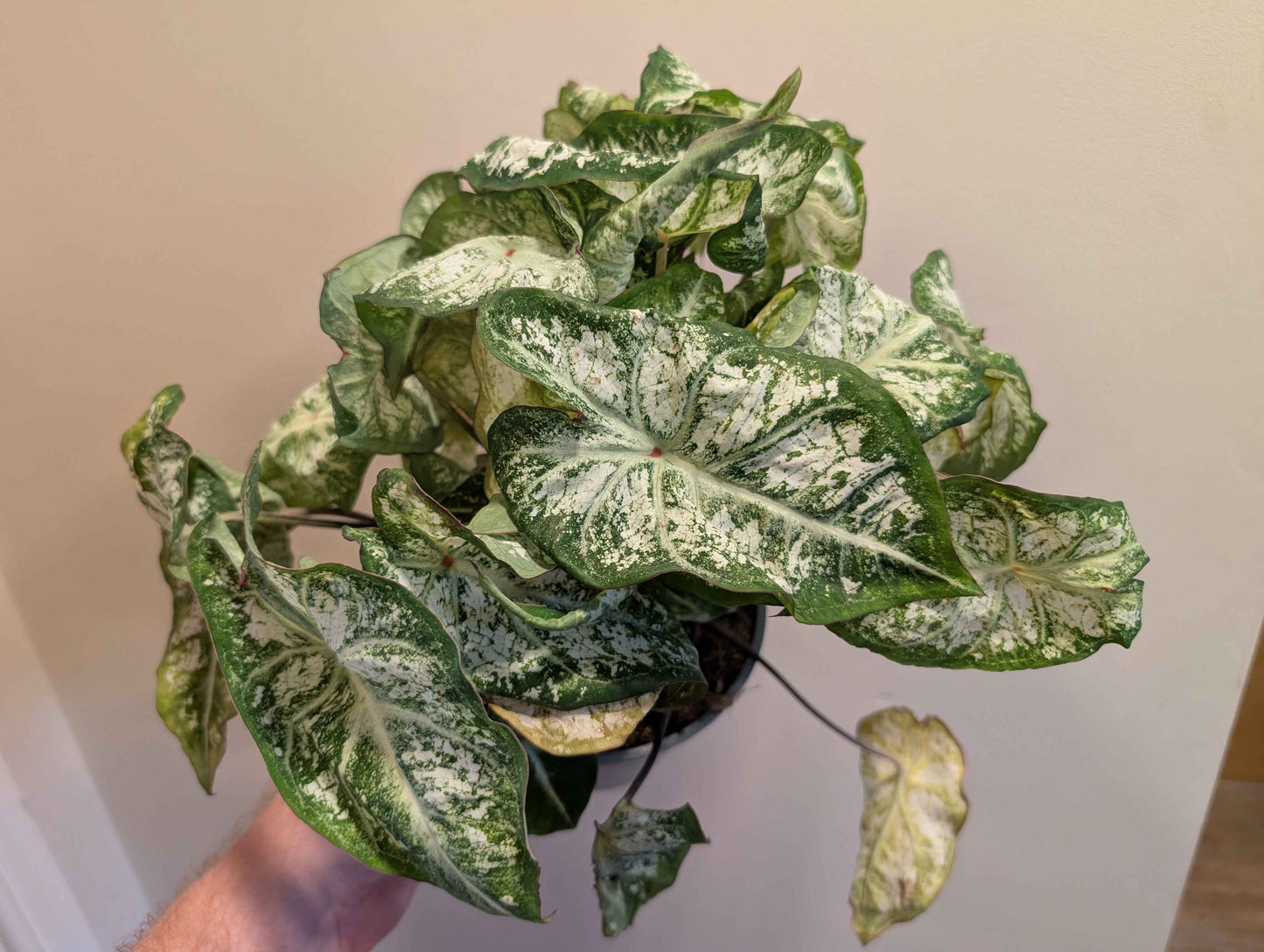 Caladium Mix 14cm