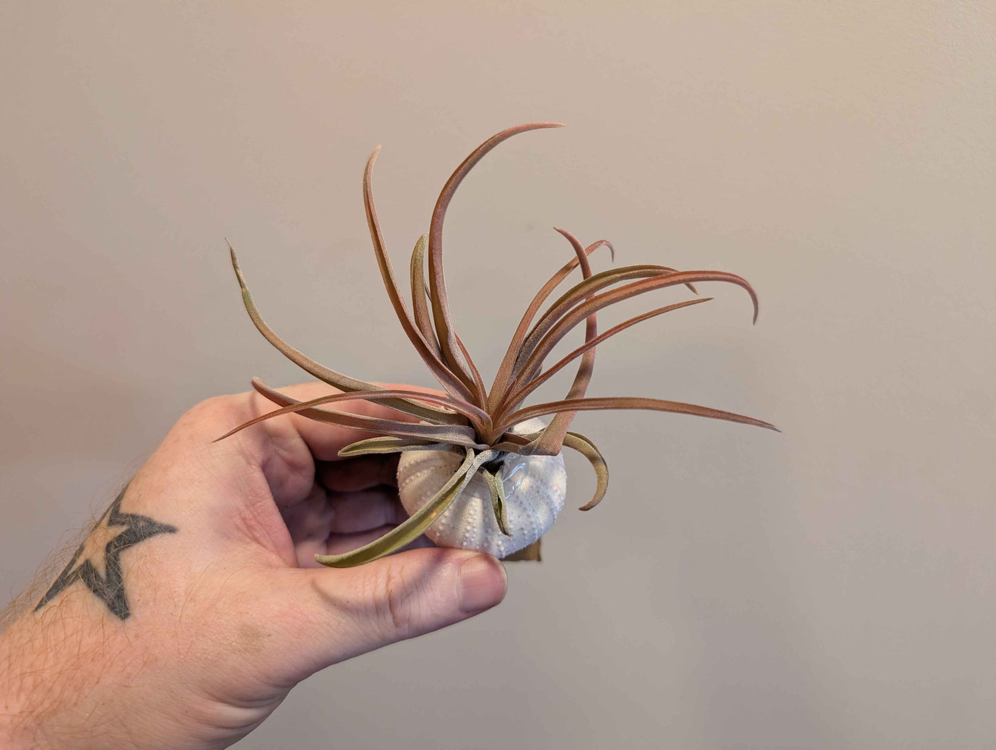 Jellyfish Air Plant 5cm (3 options)