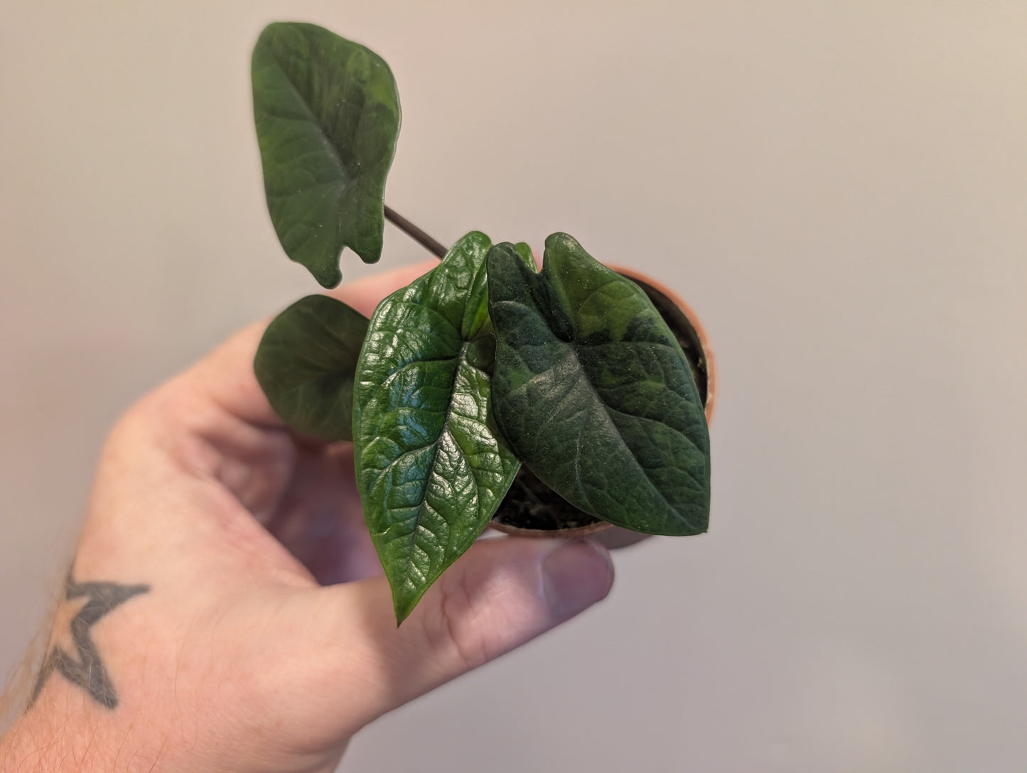 Alocasia Scalprum Aurea 6cm