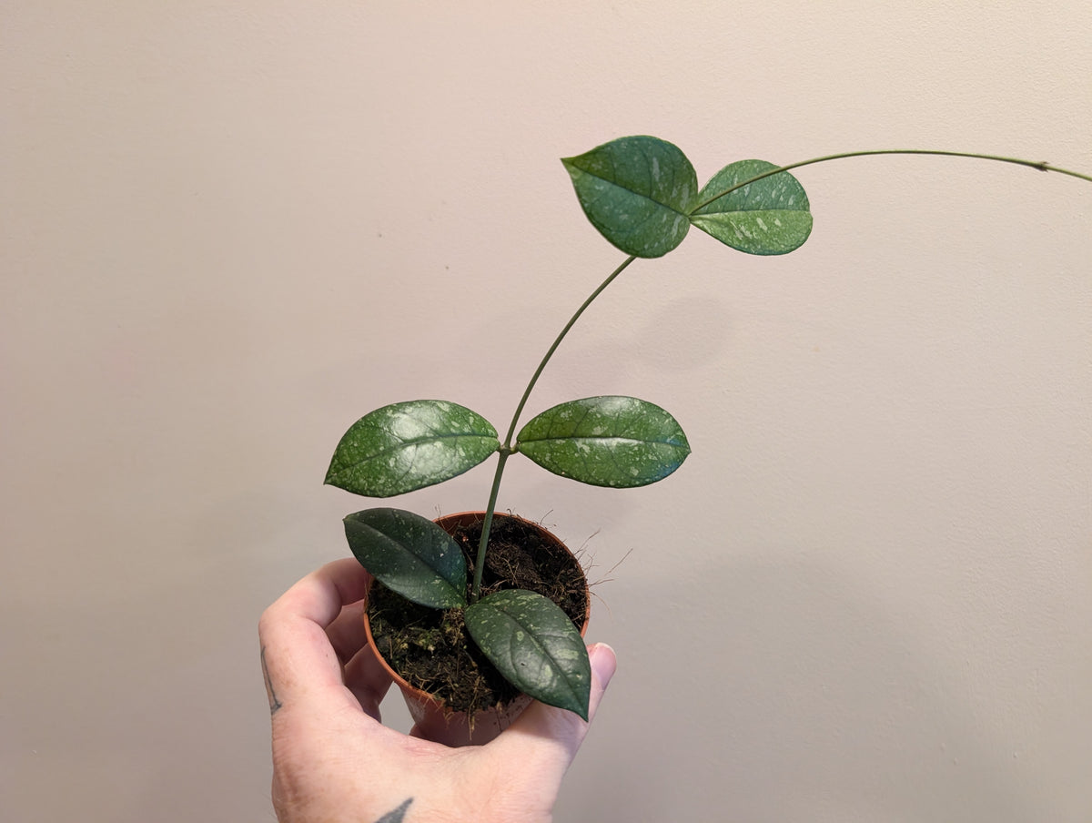 Hoya Crassipetiolata Splash Round leaf 8cm