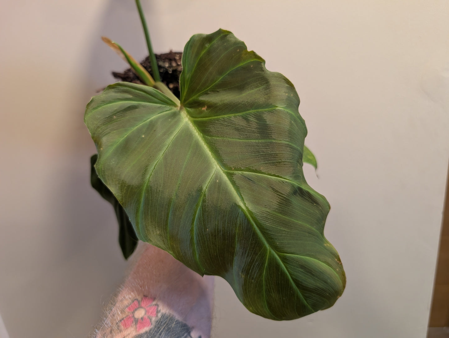 Philodendron Billienum 14cm