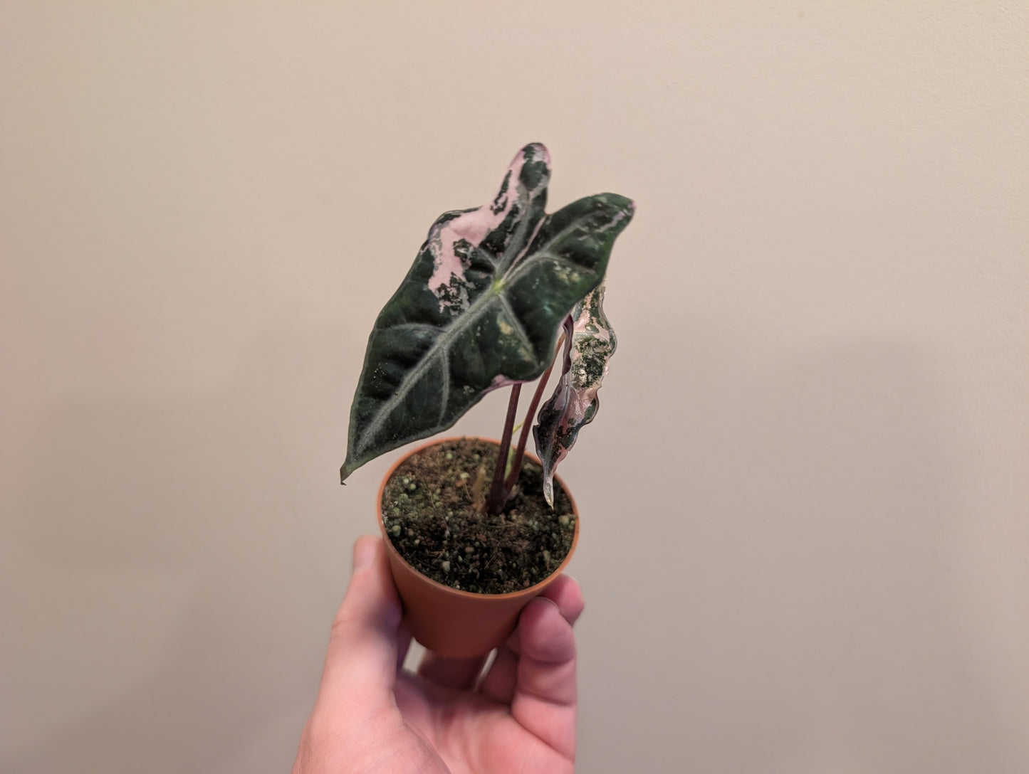 Alocasia Nobilis Pink 6cm