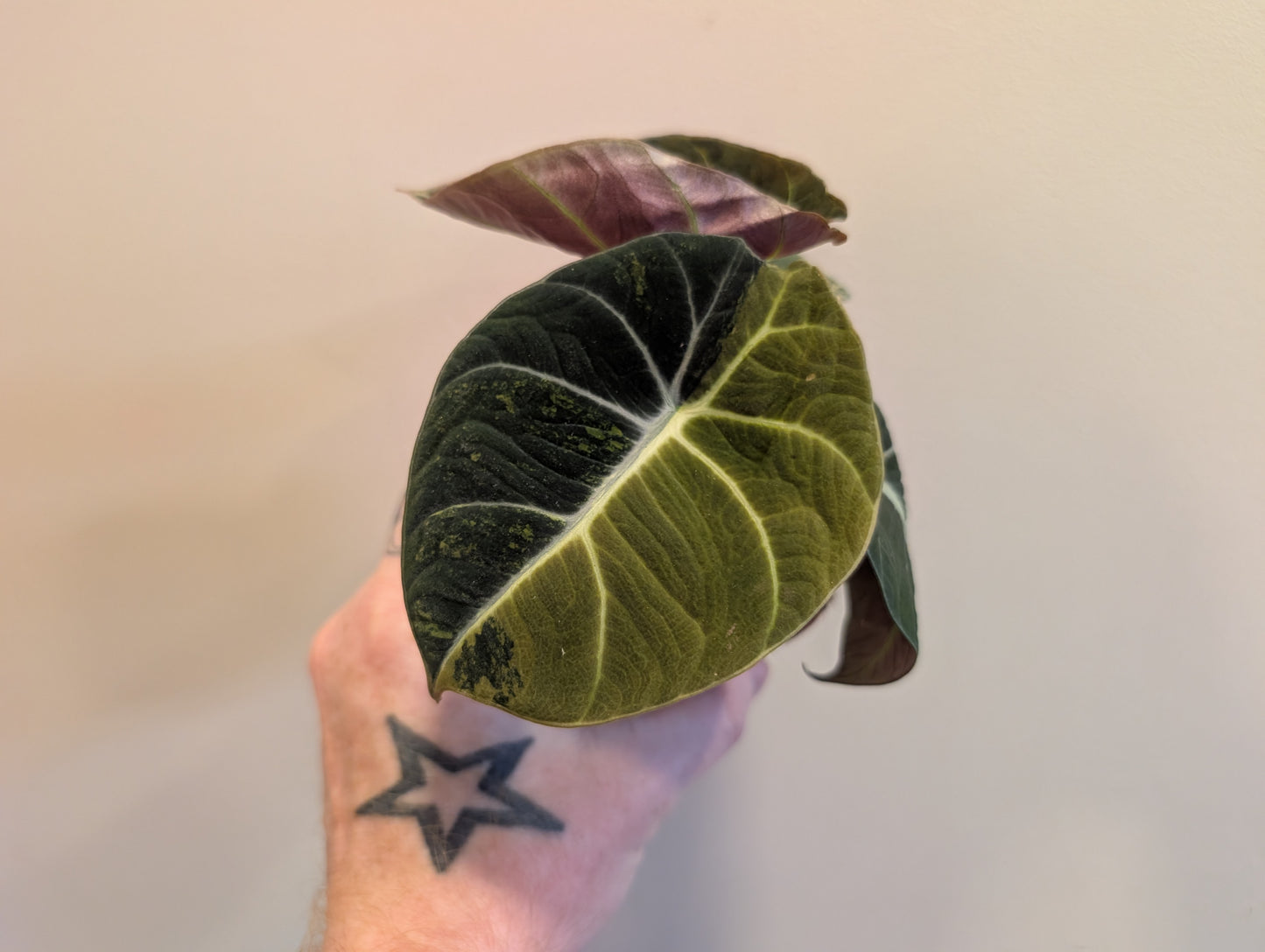 Alocasia Black Velvet Gold 9cm