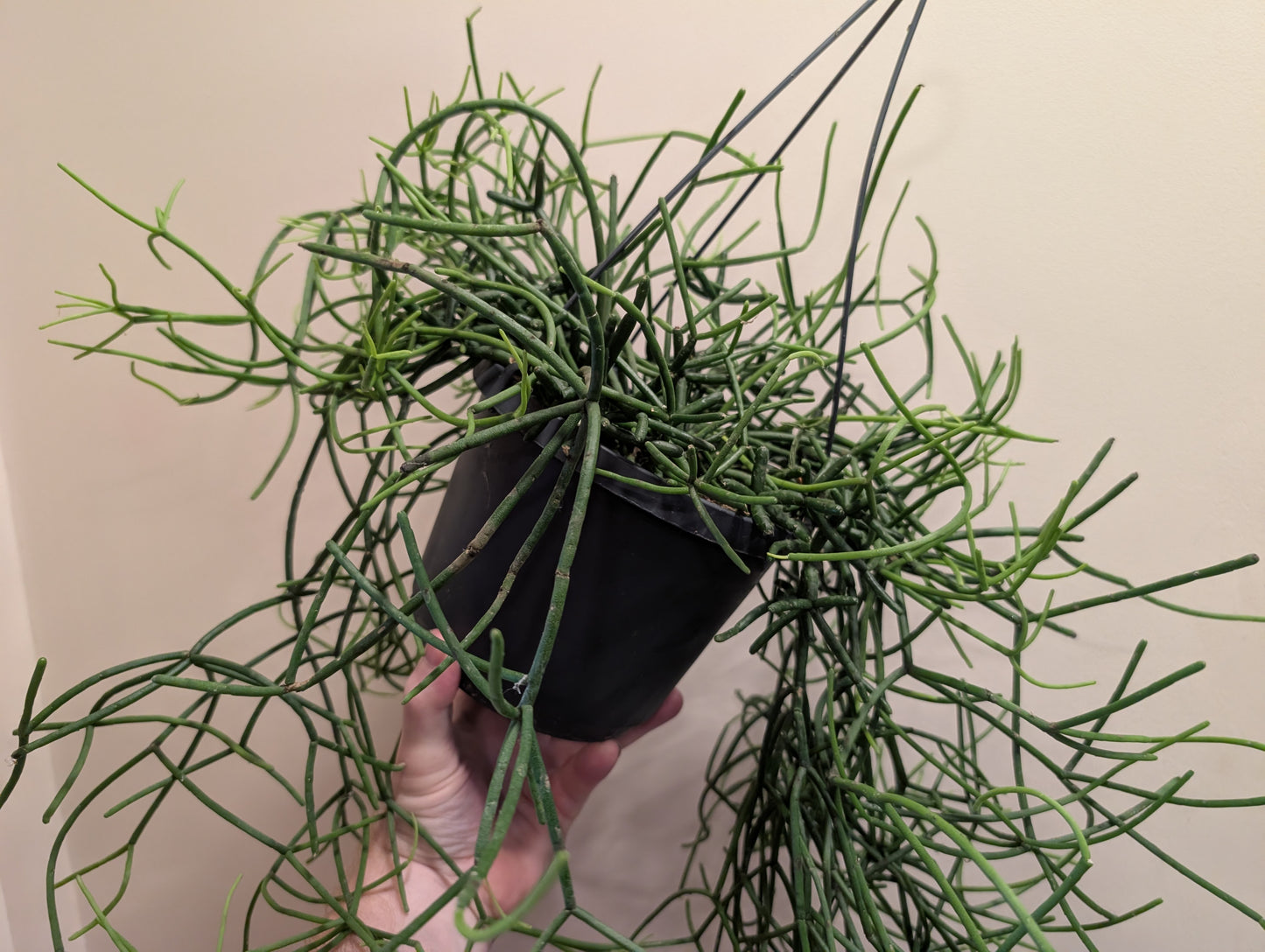Rhipsalis Heteroclada Hanging Basket