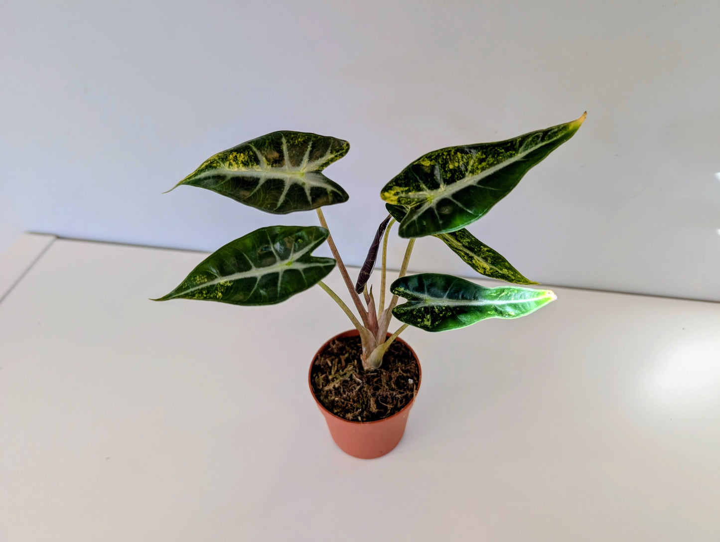 Alocasia Bambino Aurea 8cm