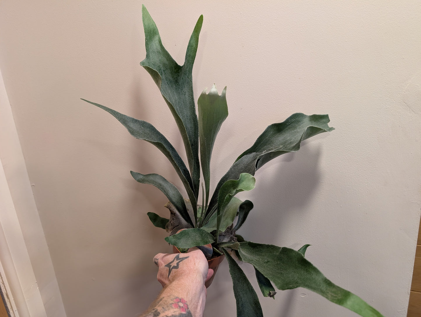 Platycerium Bifurcatum - Staghorn Fern 12cm