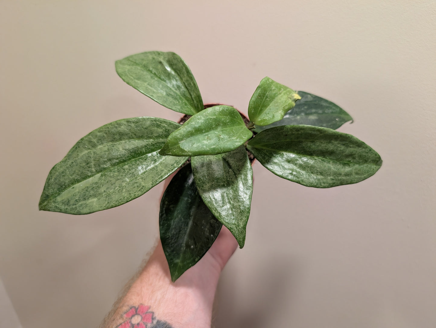 Hoya Rimba Perak 8cm