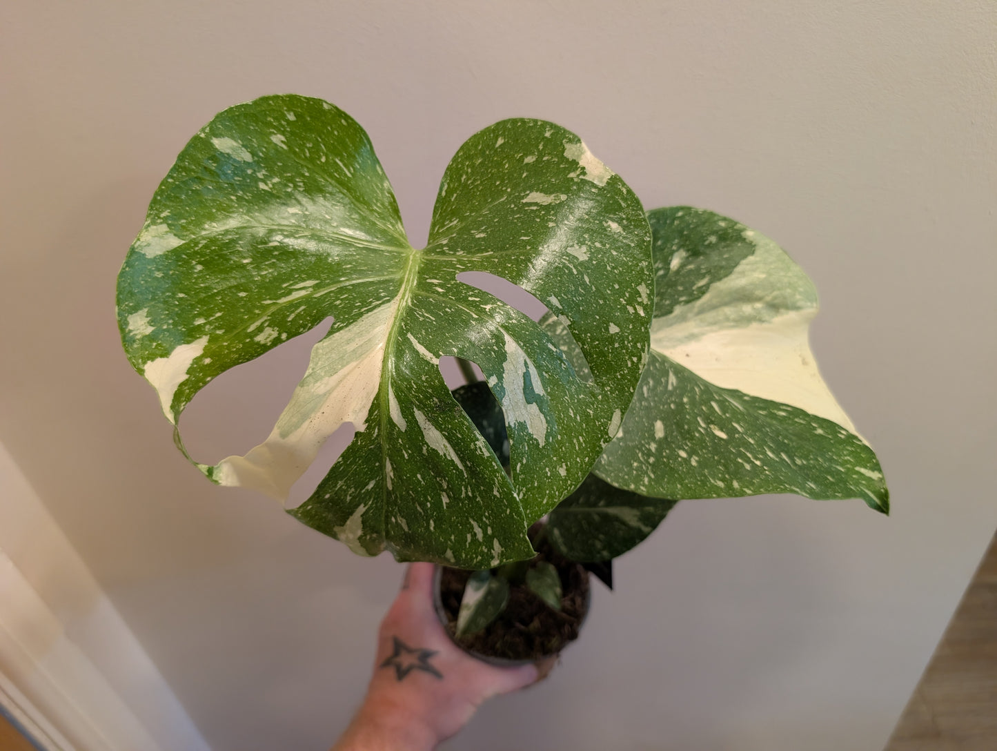 Monstera Deliciosa Thai Constellation 12cm