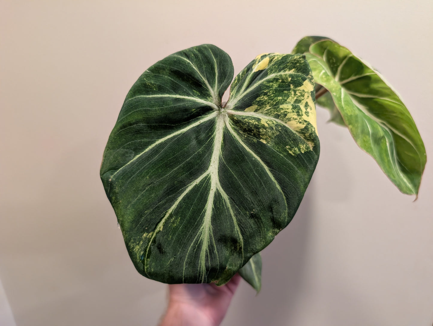 Philodendron Gloriosum Variegata 12cm
