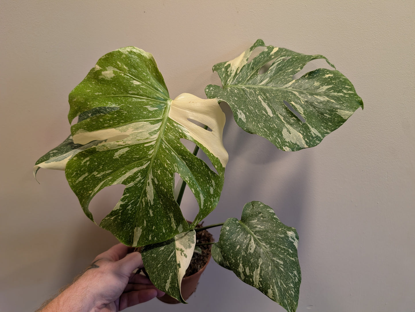 Monstera Thai Constellation 12cm