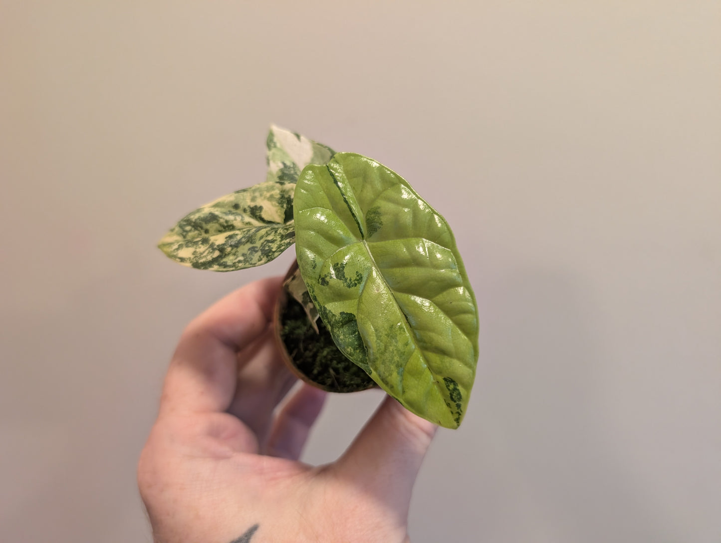 Alocasia Sinuata Variegata 6cm