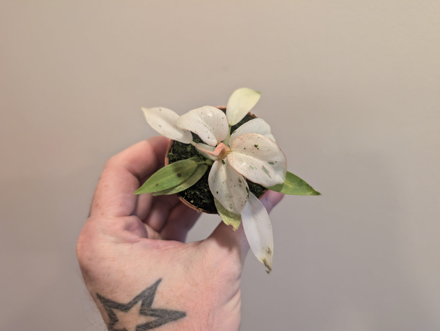 Philodendron Whipple Way 6cm