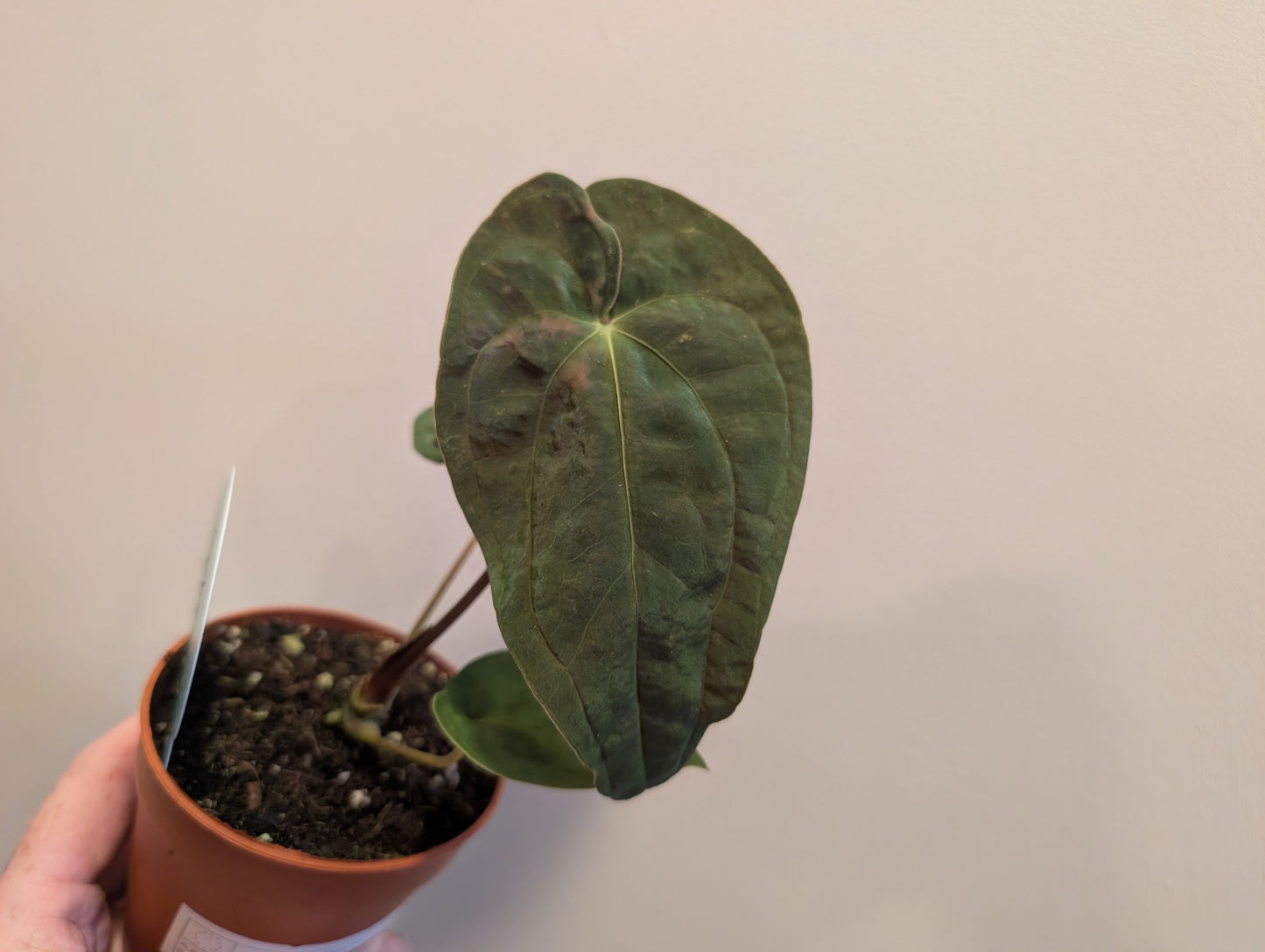 Anthurium Papi x Dark Phoenix 9cm