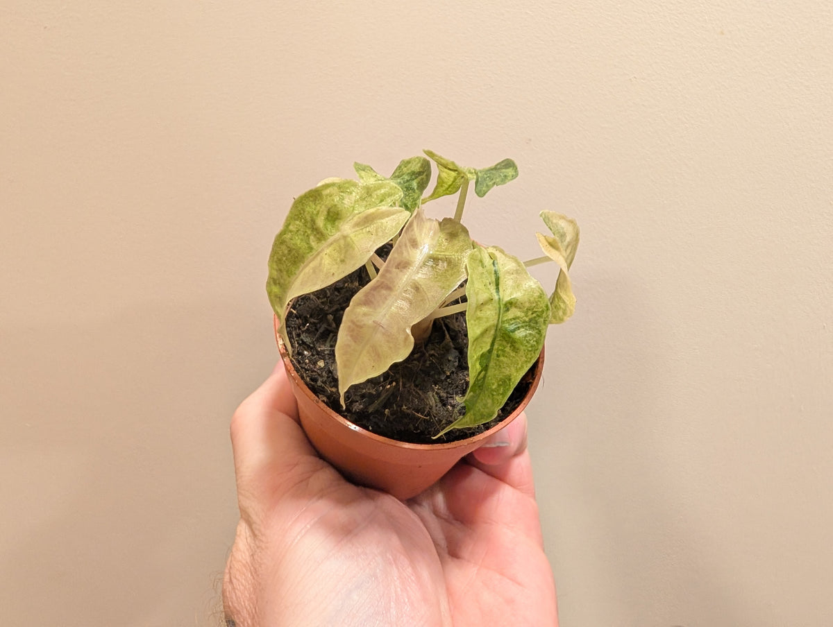 Alocasia Polly Variegated Aurea 7cm