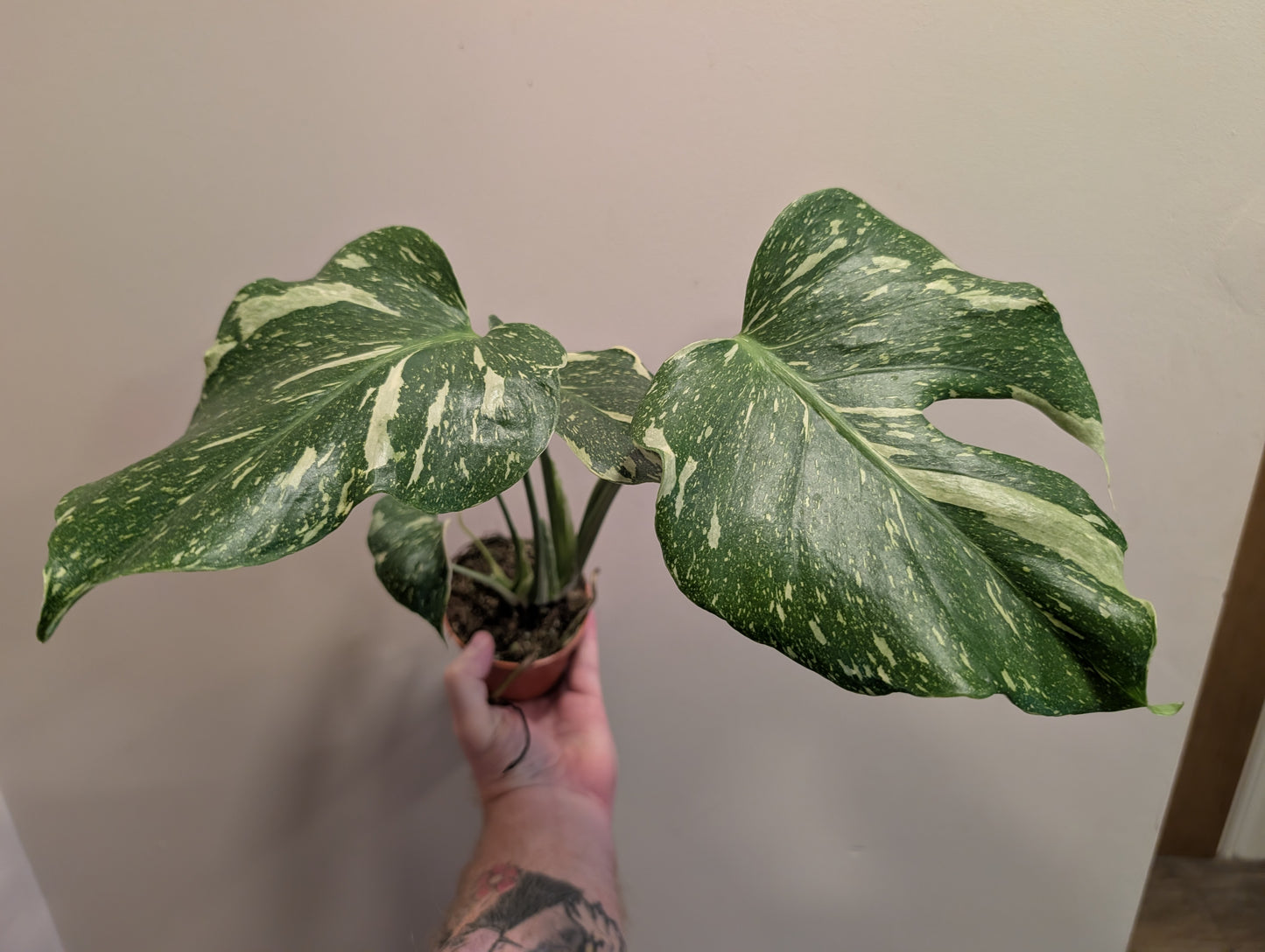 Monstera Deliciosa Electrolyte 9cm