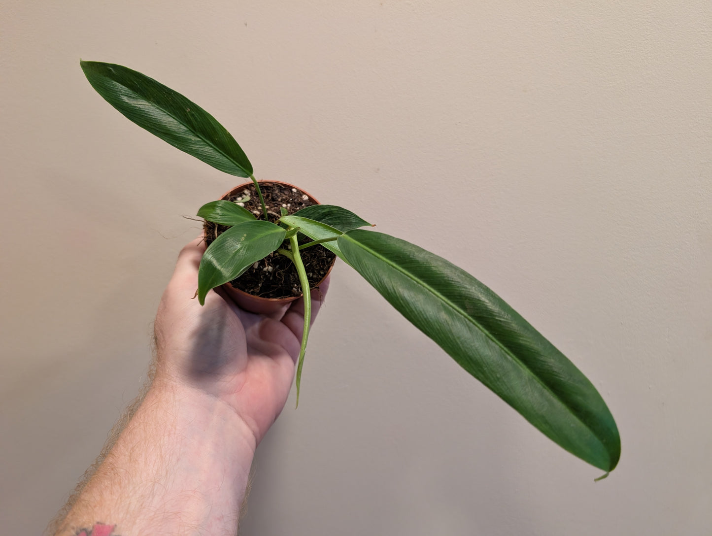 Philodendron Patriciae 10.5cm grade b some leaf damage