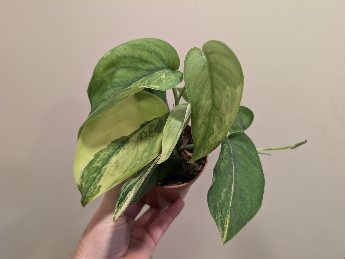 Scindapsus Jade Satin Aurea 10.5cm