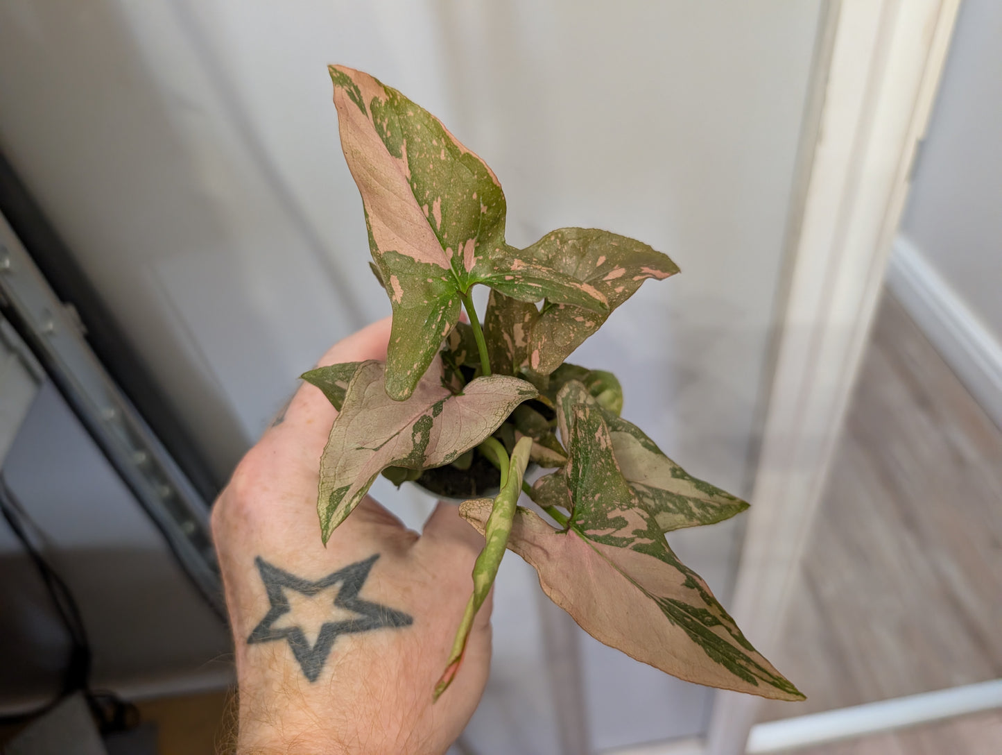 Syngonium Pink Splash 6cm