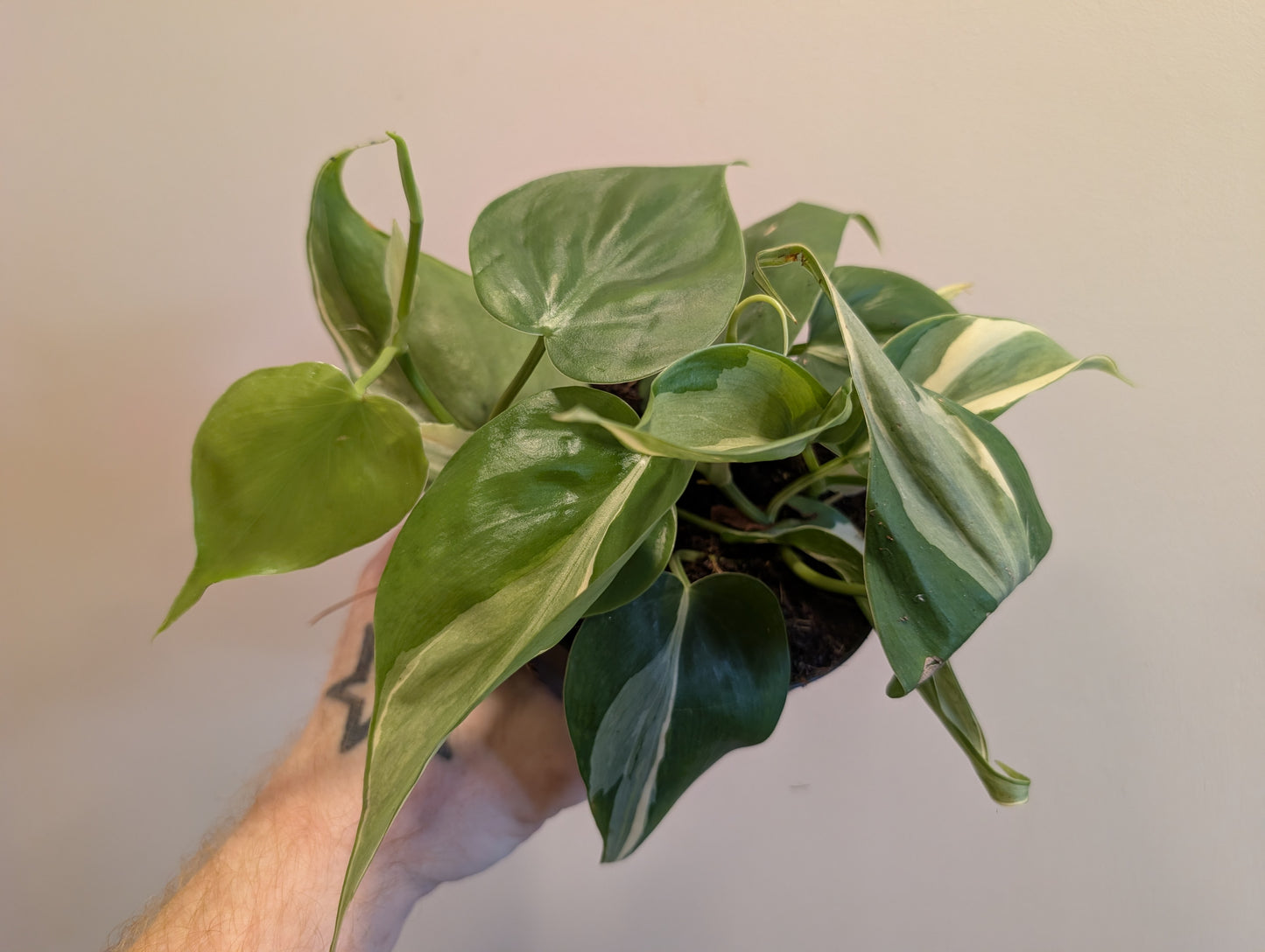 Philodendron Rio Gabriella 12cm