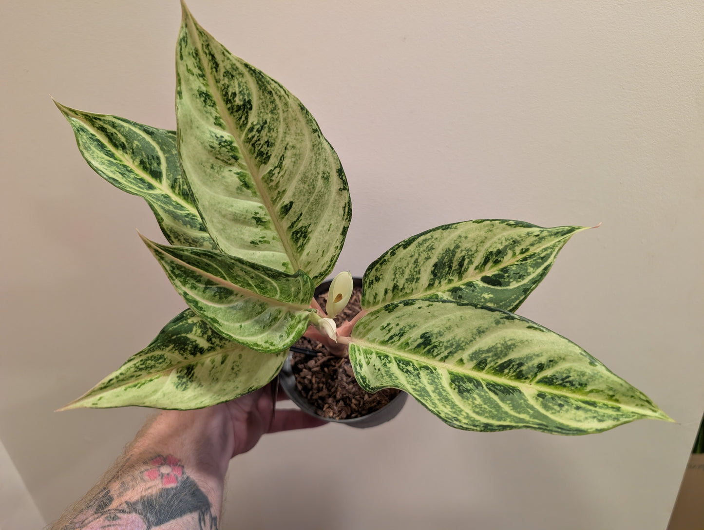 Aglaonema Chartreuse Pretty 12cm