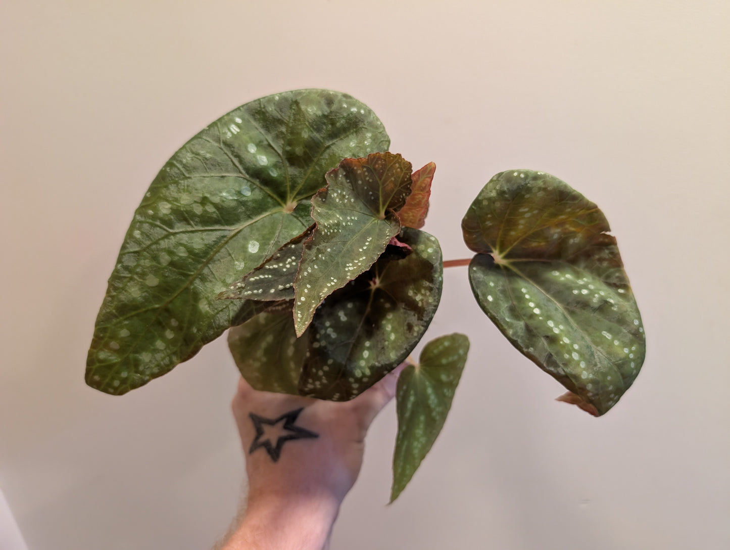 Begonia Pandora 8cm