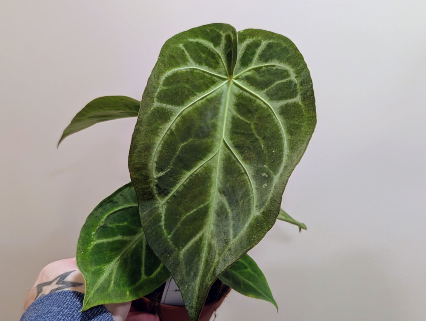 Anthurium Magnificum 12cm