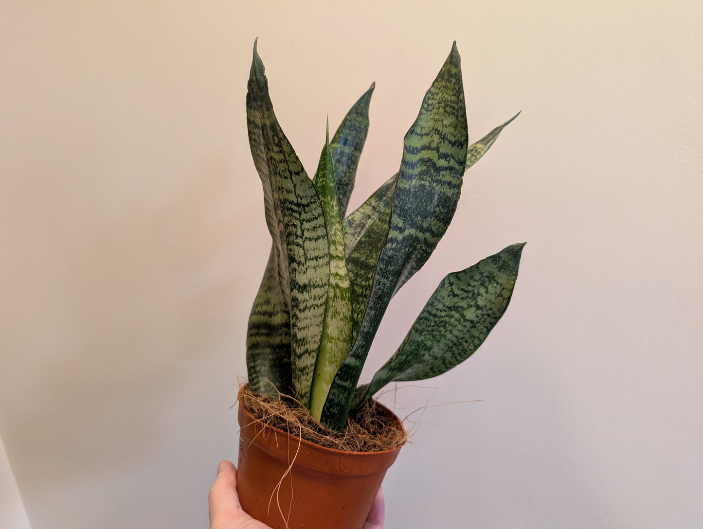 Sansevieria Zeylanica 12cm