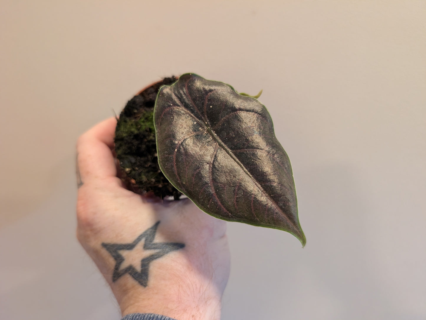 Alocasia Azlanii 8cm