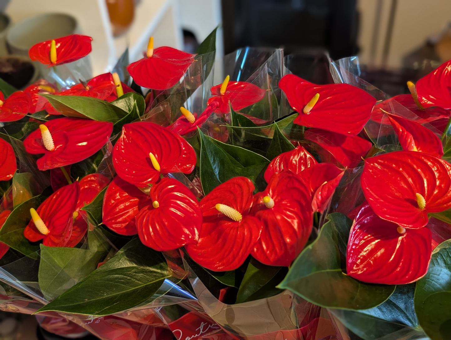 Anthurium Flamingo Flower 12cm